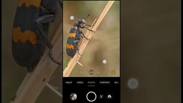 NIKON L810 by #Fan #user #mobilephotography #tips #tricks #macro #Nikon_L810 #prosumer #short #vira смотреть онлайн
