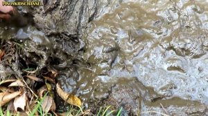 Muddy Zoo Animal Toys Getting Washed ?