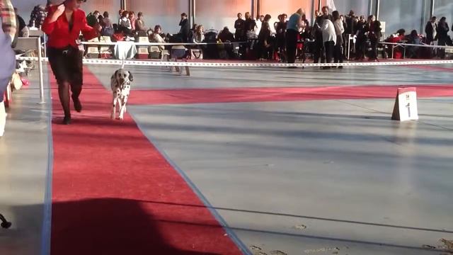 Фаворит моно далматин сука победитель