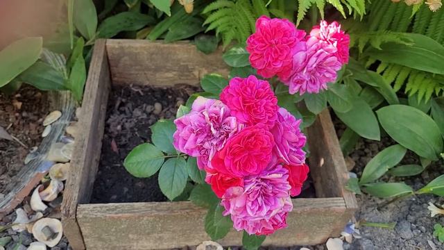 Цветение роз Лондон Ай,Сангрия,Джульетта и др.. смотреть онлайн