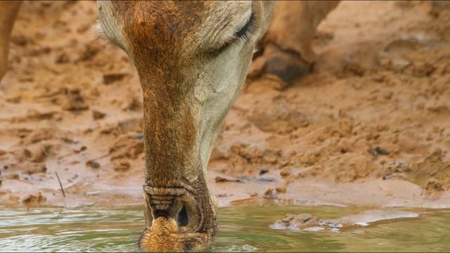 4K African Animals - Zebras and Giraffes - Amazing African Wildlife Footage - Kalahari Desert смотреть онлайн