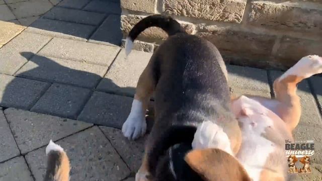 BEAGLE PUPPIES PLAYING!! 8 Week Old Beagle Puppy Compilation смотреть онлайн