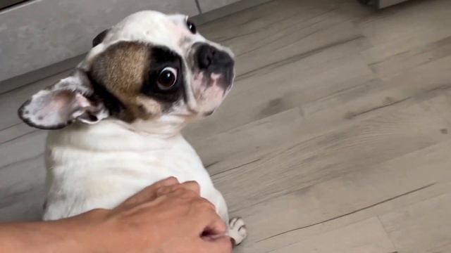 Французский бульдог самый милый смотреть онлайн