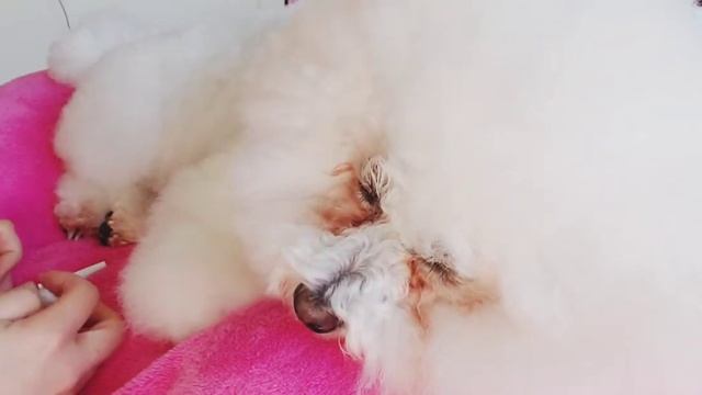 Bella’s Eyes Cleaning Routine | Dog’s Tear Stain Treatment | Dog Tear Stain Removal