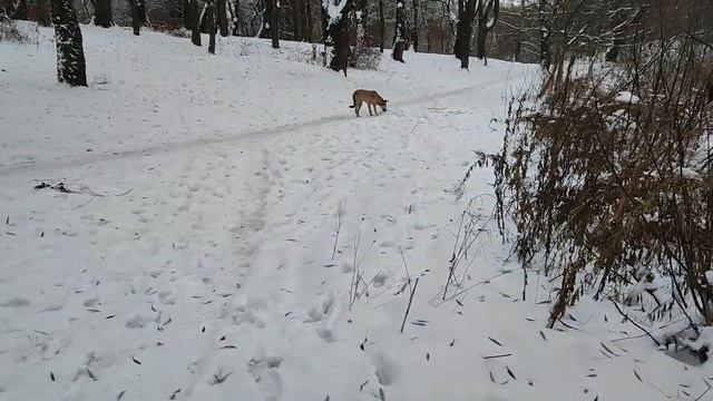 Астра у зимовому парку 8.12 смотреть онлайн
