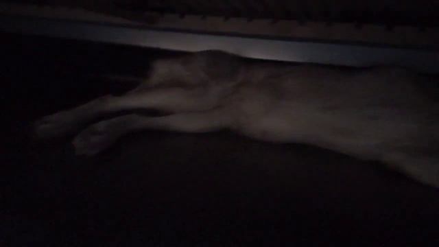 Домашний волк. Волчья совесть. смотреть онлайн