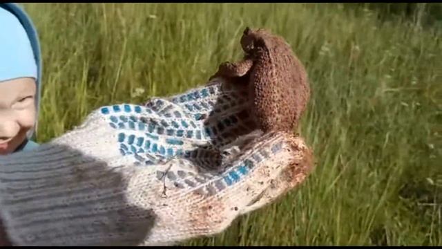 ?ЧЕЛОВЕК И ПРИРОДА. ?ОТЛИЧИЕ ЛЯГУШКИ ОТ ЖАБЫ. смотреть онлайн