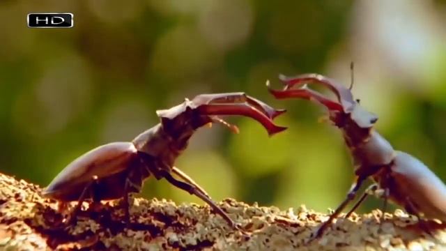 Жуки олени рогачи смотреть онлайн