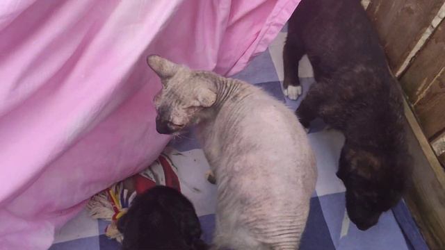 щенки - бандиты.