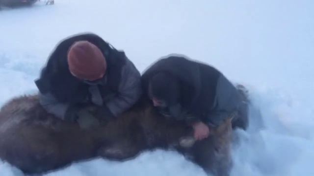 Охота на лосей в Ямске