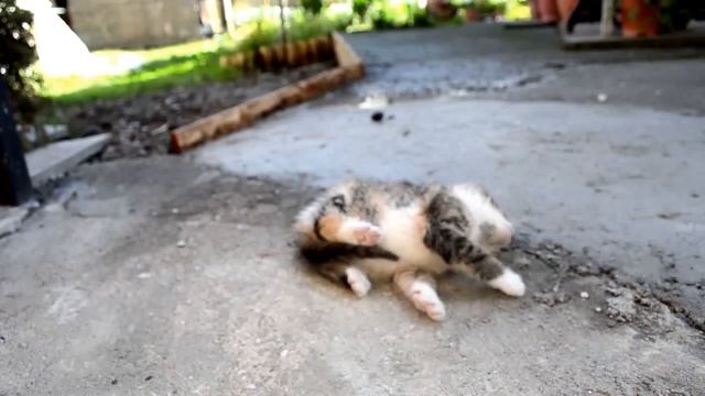 cat как выключить кота смотреть онлайн