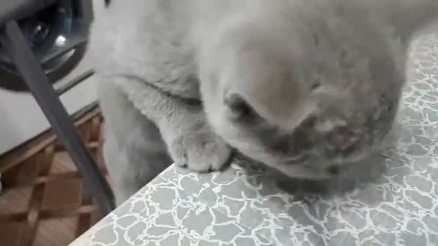 БРИТАНСКИЙ КОТ. Воспитанный британский кот Эльзик за семейным столом. смотреть онлайн