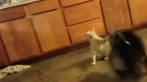 Как подружить кошку с собакой