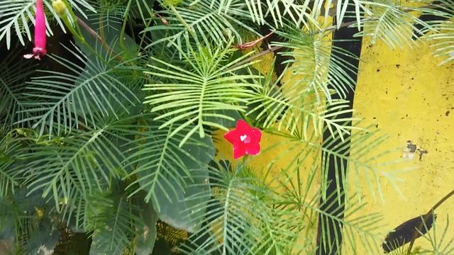 Ipomoea quamoclit, morning glory,茑萝松,जयन्ती फूल,गणेशवेल,কুঞ্জলতা,ਇਸ਼ਕਪੇਚਾ,மயிர் ணிக்கம்,ആകാശമുല്ല смотреть онлайн