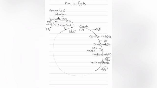 How to Draw Krebs Cycle | Plant Respiration | Class 11 | Biology Exam Diagram Guide | Easy Tutorial смотреть онлайн
