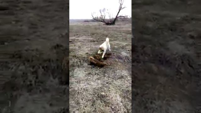 Щенок лайки 5 мес, отработал сурка смотреть онлайн