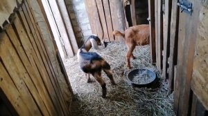 Англо-нубийские козы. Почему именно они?