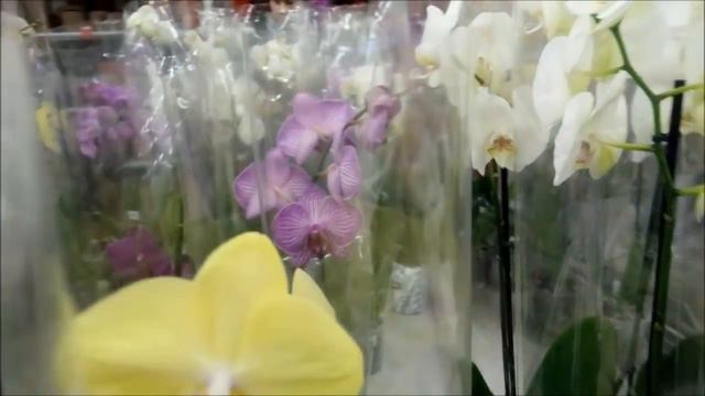 орхидеи...я только посмотреть.... смотреть онлайн