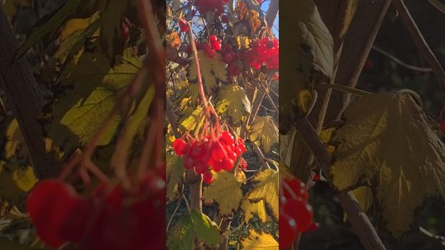Калина. При долине куст калины. Евгения Володина. смотреть онлайн