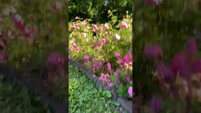 Royal Jubilee rose review смотреть онлайн