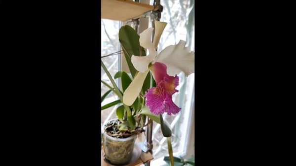 Cattleya Kienastiana (C. lueddemanniana S/A x C. dowiana "Aurea" )