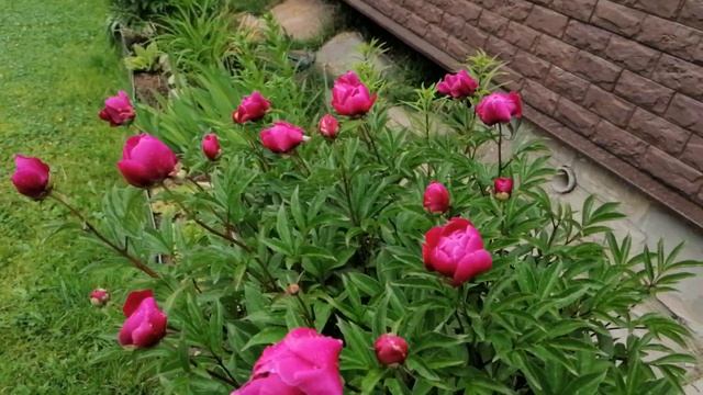 бутоны на пионе Олд Фейтфул Paeonia Old Faithful июнь 2022 смотреть онлайн