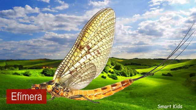 Animales para niños | Nombre de los insectos en espanol | Aprende los animales y sonidos de animale смотреть онлайн