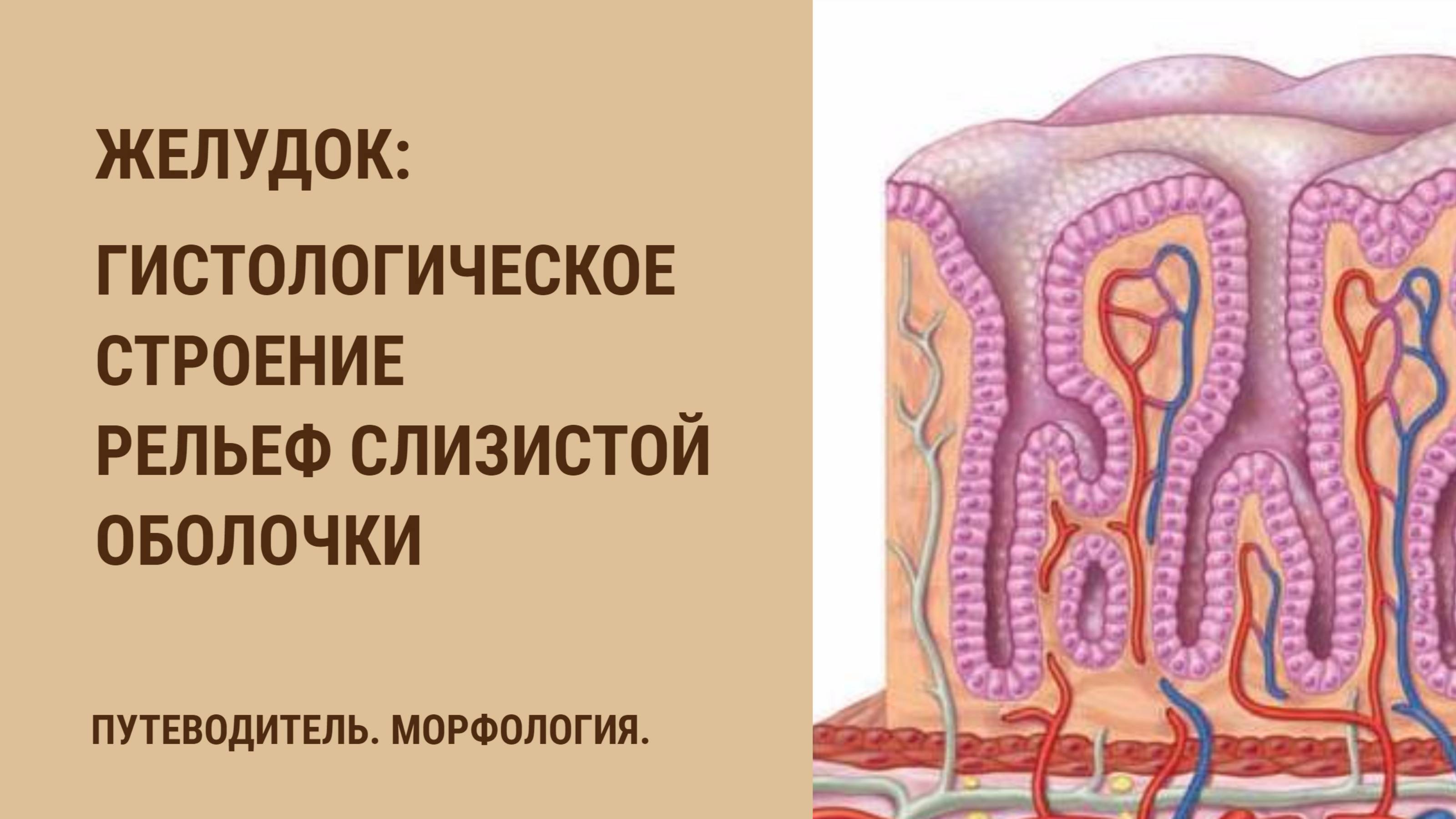 Желудок. Гистологическое строение. Рельеф слизистой оболочки смотреть онлайн