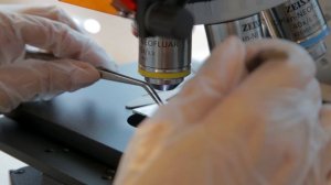 "Сады России" - когда САД в УДОВОЛЬСТВИЕ!