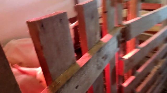 Признаки окота у козы / За два часа до окота / Что нужно знать?Зааненские козы смотреть онлайн