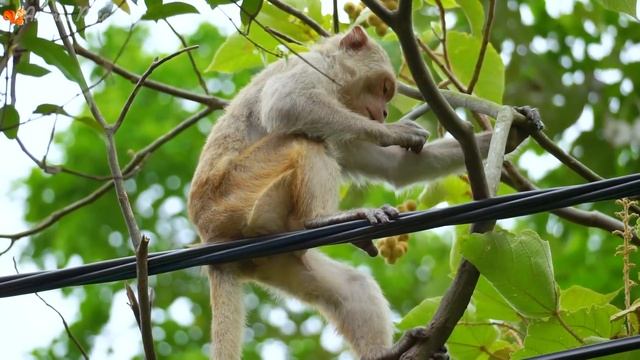 Sounds Of Wild Animals, Familiar Animals: Elephants, Dogs, Horses, Cows, Cats - Part 11