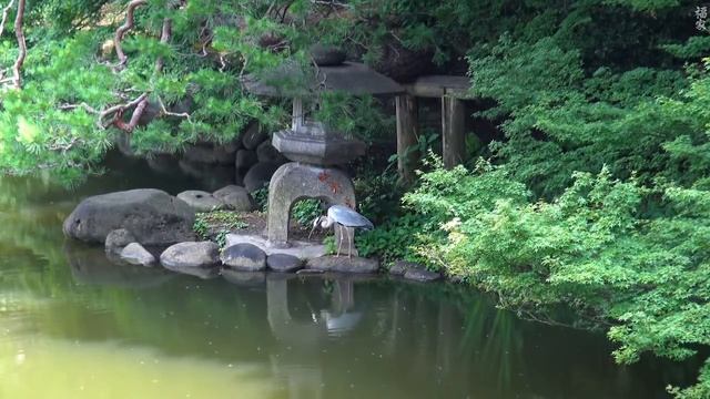 Relaxing Music 24/7, Stress Relief Music, Sleep Music, Meditation Music, Study, Calming Music смотреть онлайн