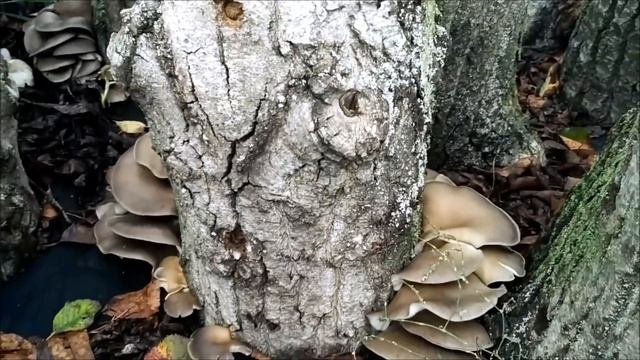 Выращивание Вешенки на дачном участке смотреть онлайн