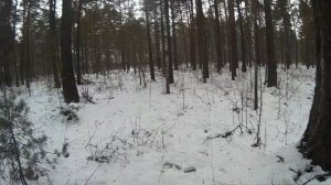 Игра в прятки c зайцем ep.2 Тропление зайца в сосновом бору