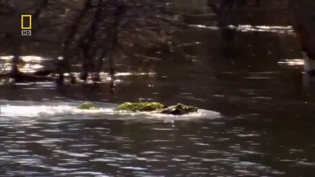 KBTWilds - Beaver, Beaver Damn - Wildlife Animal