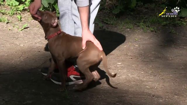 Щенок питбуль, съедает очень много корма, первое занятие полностью смотреть онлайн