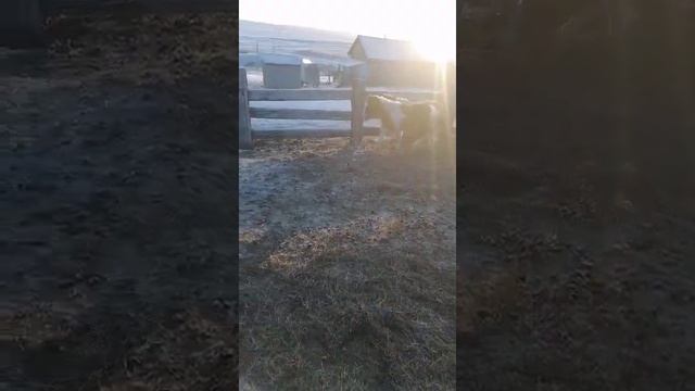 Забайкальская кучерявая. 2020 г. Остатки табуна смотреть онлайн