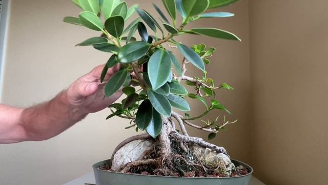 Ficus Microcarpa. Green island ficus root over rock смотреть онлайн