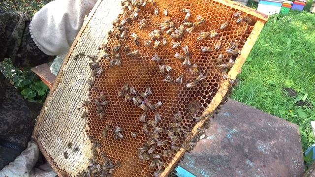 СМЕНА МАТОК В ОСНОВНЫХ СЕМЬЯХ, СМОТРИМ РЕЗУЛЬТАТ ПРИЁМА ЧЕРЕЗ НУК И КЛЕТКУ смотреть онлайн