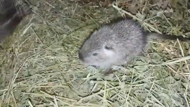 Нутрии разведение и содержание в домашних условиях. смотреть онлайн