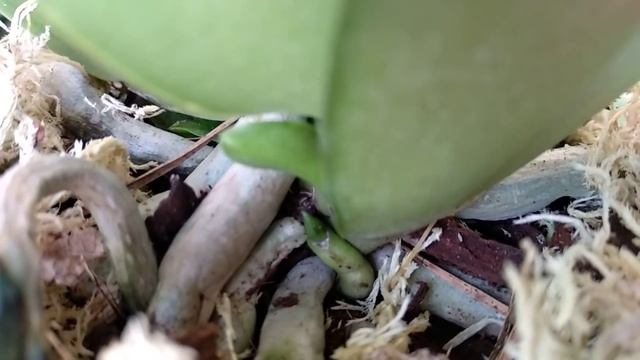 ТОЛЬКО ТАК орхидеи ДЕТКУЮТСЯ! BABY BOOM орхидеи! ПОДКОРМКА орхидеи СВЕЛА НАПОВАЛ! ТРИО орхидеи! смотреть онлайн