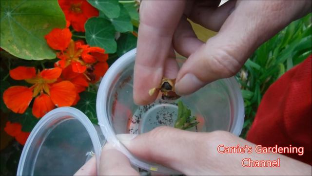 How To Collect Petunia Seeds, How To Harvest Petunia Seeds
