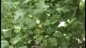 Срок и препараты для провдения обработки от вишневой мухи