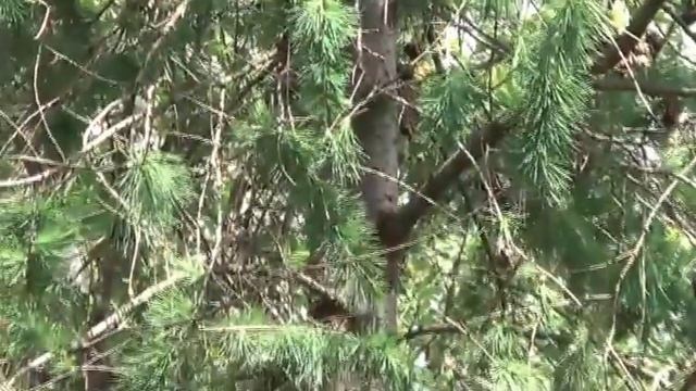 Лиственница. Вредители Лиственницы. Разновидности Лиственниц