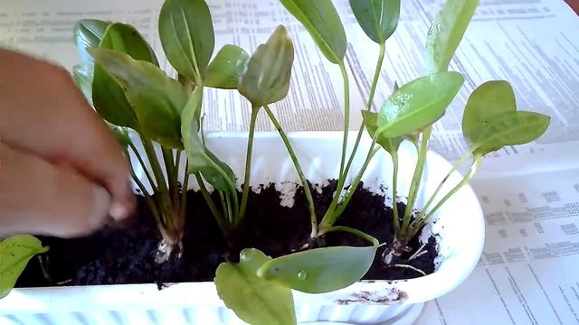 Эхинодорус в открытом грунте смотреть онлайн