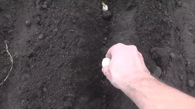 Я (дачник), май 2019! Отличный обзор посадки огорода собственными руками! смотреть онлайн