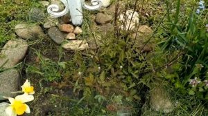 Обработка розы весной. Фитоспорин. Весна 2021.