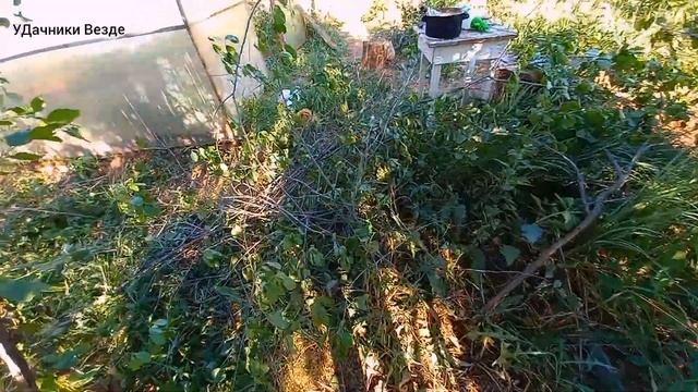 56# СРЕЗАЛА ВСЕ ОГУРЦЫ ПУСТОЦВЕТЫ . Спилили СЛИВЫ навсегда. на ЗАБРОШЕННОЙ ДАЧЕ. УДачники Везде. смотреть онлайн