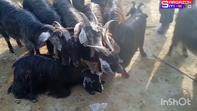 МОЛ БОЗОРИ ДАНГАРА. 2022 _МОЛ БОЗОРИ ХИСОР