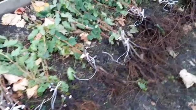 Саженцы винограда. Белгород. смотреть онлайн